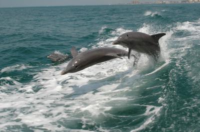 Clearwater Beach Tour with Dolphin Encounter Cruise