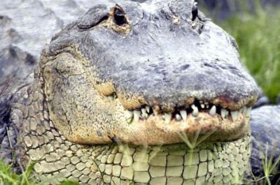 Gators, Gators, Gators! Airboat Ride and Gatorland Park Combo