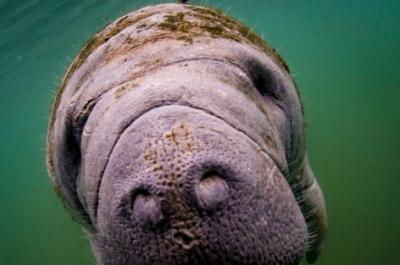 Manatees Swim, Snorkel and Boat Day Tour from Orlando