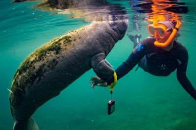 Florida Adventure Tour - Swim with the Manatees, Wildlife Park, Airboat Ride & Lunch