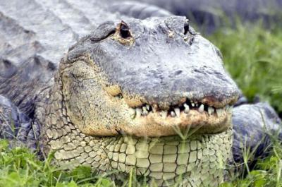 Gators, Gators, Gators! Airboat Ride and Gatorland Park Combo